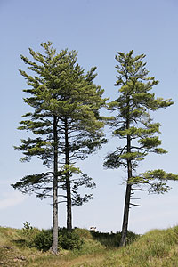 View of trees along the 18th fairway during the third round --- Inside Tree Course Care Story