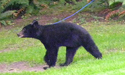 Bear On Sahalee