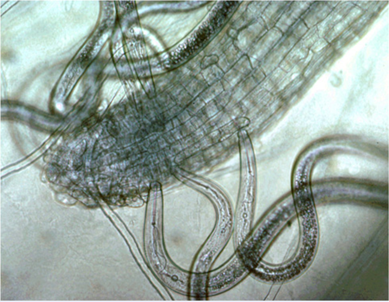 Nematode Microscope Photograph